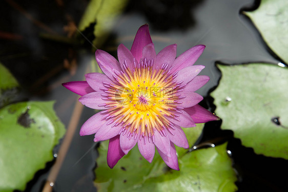 莲花百合公园植物池塘紫色花园紫丁香植物群珍珠香水图片