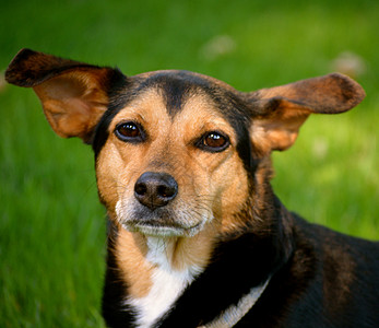 米格犬  闽品比格犬混种犬棕色白色黑色草地民品短毛犬类钳子院子猎犬图片