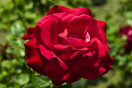 红玫瑰植物活力园艺玫瑰季节叶子美丽公园生长绿色图片