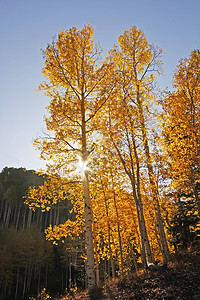 科罗拉多圣胡安国家森林 秋色的阿斯彭树国家天空宏观松树颤木橙子蓝色森林绿色荒野图片