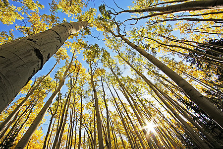 科罗拉多圣胡安国家森林 秋色的阿斯彭树森林蓝色地区性黄色风景国家宏观天空颤木橙子图片