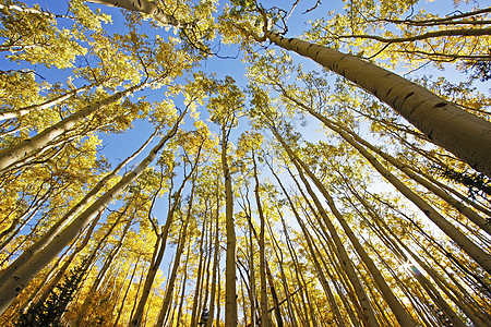 科罗拉多圣胡安国家森林 秋色的阿斯彭树太阳绿色风景荒野蓝色松树黄色天空森林叶子图片
