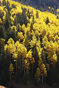 科罗拉多圣胡安国家森林 秋色的阿斯彭树蓝色颤木宏观风景地区性松树森林黄色橙子绿色图片