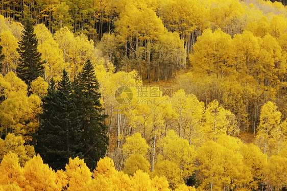 科罗拉多圣胡安国家森林 秋色的阿斯彭树松树宏观荒野叶子风景天空森林橙子国家蓝色图片