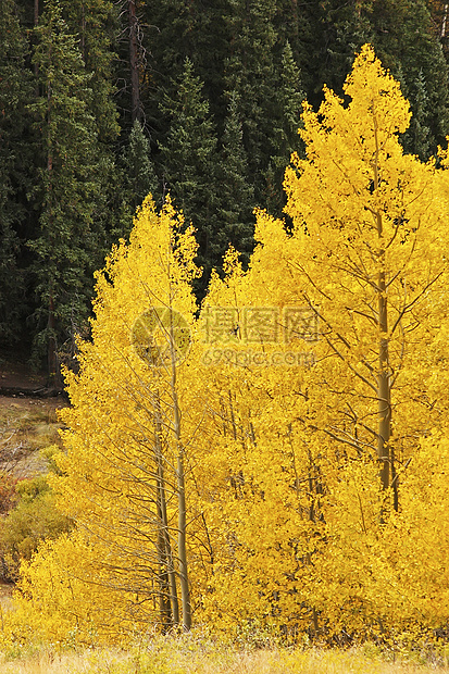 科罗拉多圣胡安国家森林 秋色的阿斯彭树绿色森林地区性橙子颤木松树黄色宏观风景叶子图片