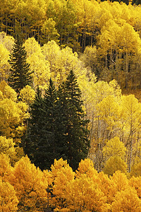科罗拉多圣胡安国家森林 秋色的阿斯彭树黄色天空蓝色橙子荒野森林宏观松树地区性风景图片