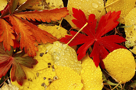 彩色叶子与秋色相近荒野黄色地区性颤木森林蓝色天空绿色松树国家图片