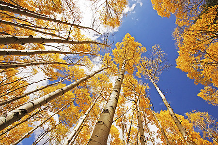 科罗拉多圣胡安国家森林 秋色的阿斯彭树荒野蓝色颤木地区性森林绿色叶子风景天空太阳图片