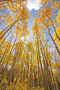 科罗拉多圣胡安国家森林 秋色的阿斯彭树橙子太阳国家荒野黄色地区性宏观松树叶子森林图片