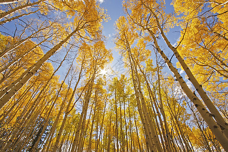 科罗拉多圣胡安国家森林 秋色的阿斯彭树太阳橙子荒野宏观黄色天空叶子松树地区性颤木图片