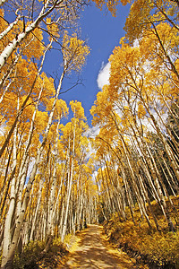 科罗拉多圣胡安国家森林 秋色的阿斯彭树宏观国家叶子天空森林松树风景荒野黄色蓝色图片