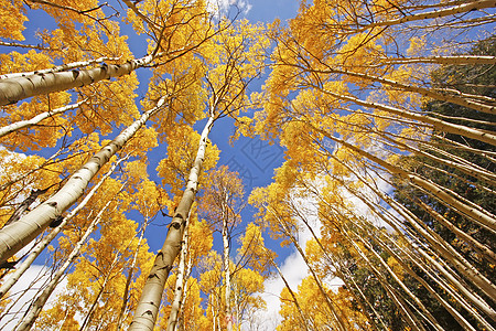 科罗拉多圣胡安国家森林 秋色的阿斯彭树绿色蓝色风景荒野橙子松树颤木天空森林叶子图片