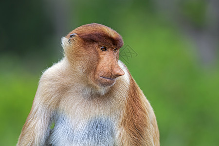 蛋白质猴子绿色植物森林荒野绿色情调避难所公园鼻子野生动物红树图片