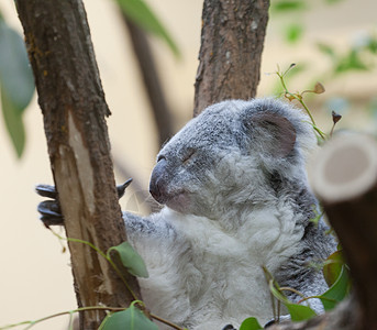 一只熊在树枝上坐着旅行睡眠哺乳动物灰色叶子毛皮桉树濒危野生动物动物园图片