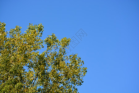 蓝天空和树图片