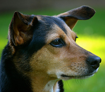 米格犬  闽品比格犬混种犬短毛钳子猎犬草地黑色院子白色犬类棕色民品图片