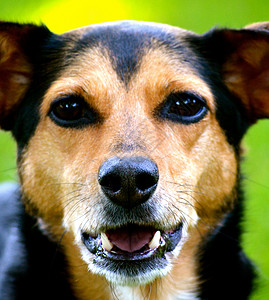 米格犬  闽品比格犬混种犬钳子黑色犬类猎犬草地短毛院子民品棕色白色图片