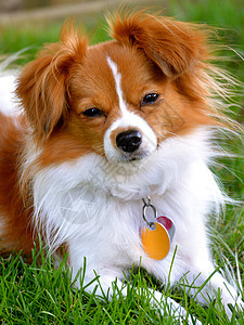 Pappillon 小狗明星 在相机上犬类宠物毛皮蝶耳棕色白色耳朵救援图片
