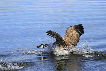 加拿大鹅布兰塔甘烷池塘动物荒野翅膀野生动物飞行图片