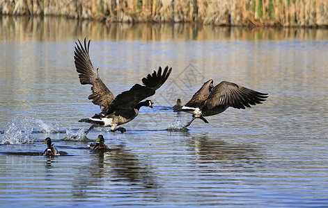 加拿大吉塞布兰塔甘地池塘翅膀动物飞行荒野野生动物图片