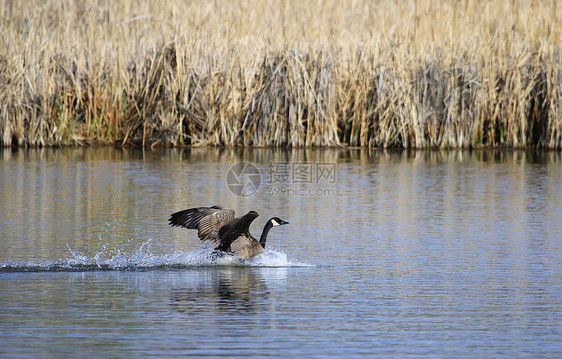 加拿大鹅布兰塔甘烷池塘野生动物翅膀荒野动物飞行图片