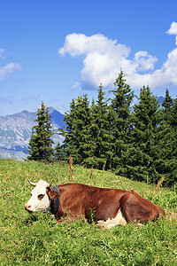 躺在法国山崩中的奶牛图片