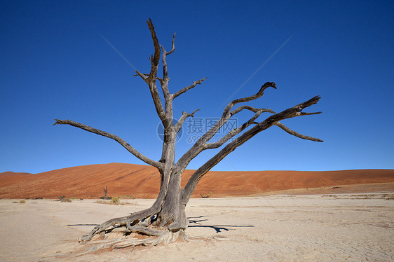 Vlei死难者纳米比亚地形分支机构旅行旅游沙丘图片