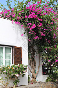 花丛窗户蓝天房子粉色花朵百叶窗太阳灌木树叶阳台背景图片