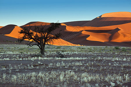 沙漠 - 纳米比亚索苏夫莱图片