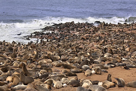 海角毛皮海豹栖息地 - 纳米比亚图片