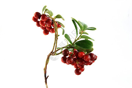 红莓食物红色覆盆子叶子水果浆果健康饮食宏观图片