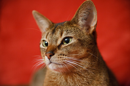 猫王晶须猫科动物宠物橙子毛皮食肉连体好奇心眼睛注意力图片