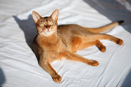 猫王注意力动物耳朵猫科动物男性小猫晶须头发宠物生活图片