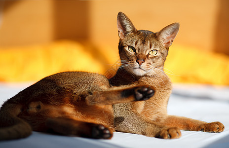 猫王眼睛宠物小猫短发生活橙子头发男性动物猫科动物图片