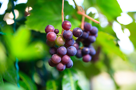 新鲜绿葡萄季节酒厂宏观水果农村花园植物叶子生长树叶图片