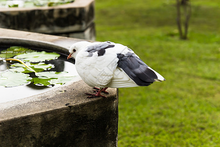 一只鸽子躺在花园的墙上优雅象征黑色白色飞行自由白鸽活力宗教信鸽图片