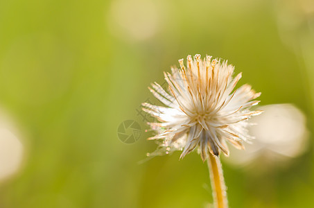 花生植物草生活宏观植物群花园环境草地杂草生长图片