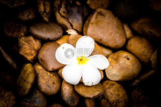 独有的花朵布卢马在河石背景上旅行韧性纹理矿物水平卵石花岗岩鸡蛋花岩石物体图片