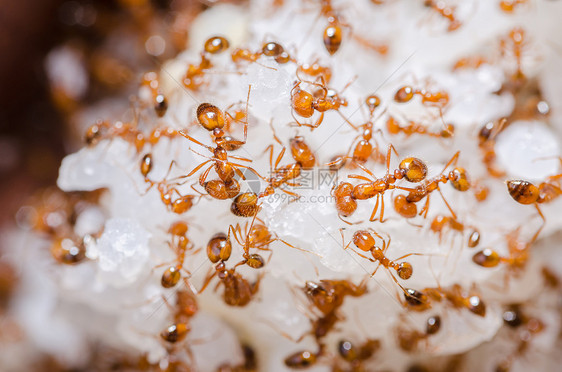 大米上的红火蚂蚁红色团队宏观黑色漏洞昆虫工人图片