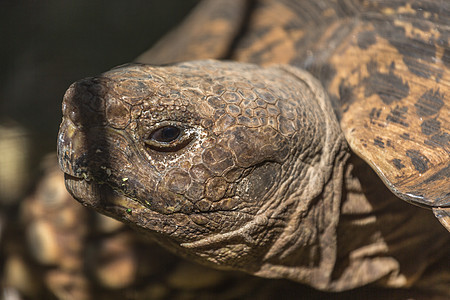 Sulcata 乌龟动物棕色野生动物濒危爬虫盔甲图片