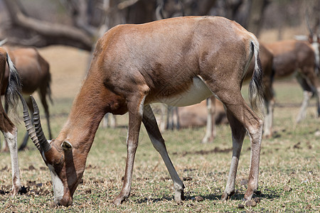 Blesbok 闪盘荒野动物野生动物食草沙漠公园大草原羚羊栖息地哺乳动物图片