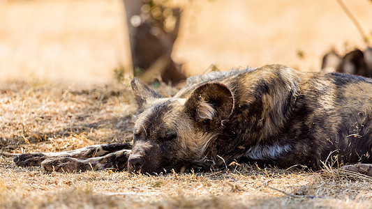 非洲非洲野狗彩绘捕食者猎人动物哺乳动物野生动物食肉睡眠荒野图片