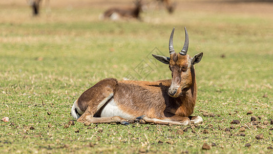 Blesbok 闪盘食草荒野哺乳动物公园栖息地羚羊大草原沙漠野生动物动物图片