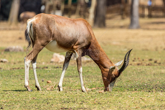 Blesbok 闪盘哺乳动物野生动物动物沙漠荒野栖息地大草原食草羚羊公园图片