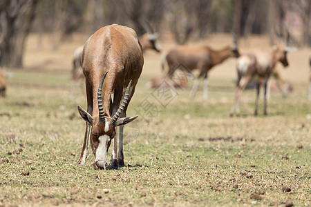 Blesbok 闪盘羚羊公园哺乳动物沙漠野生动物大草原荒野栖息地动物食草图片