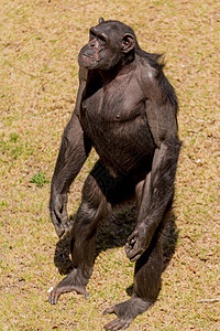Chimp来文动物灵长类黑猩猩野生动物荒野哺乳动物图片