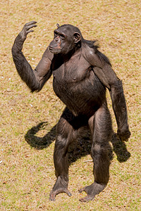 Chimp来文动物野生动物荒野黑猩猩灵长类哺乳动物图片