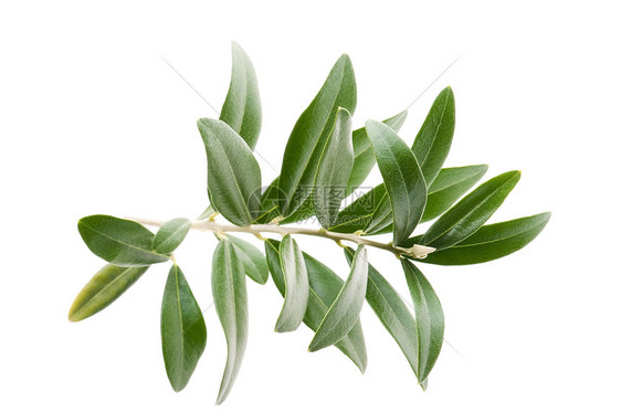 白色背景上隔绝的新鲜橄榄树枝叶食物绿色植物枝条农业图片