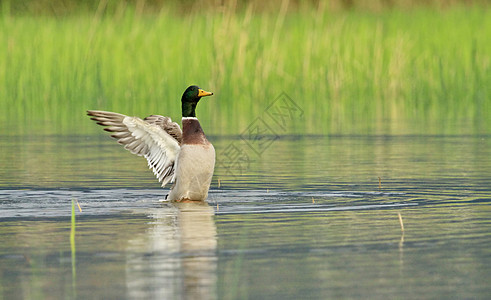 雄性野鸭鸭摇摇翅膀鸟类游泳男性池塘涟漪动物水禽账单荒野野生动物图片