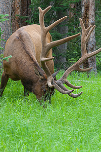 在黄石公园的夏草中放牧大型公牛驼鹿旅行草地牧场木头鹿角森林哺乳动物麋鹿灌木丛图片